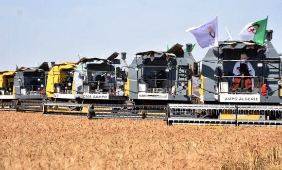 Algeria is striving to be self sufficient in producing several cereals, including corn, barley and durum wheat. Photo: Algeria Press Service